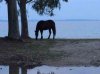 A horse grazing on the sea-shore in Greece - with Corfu in the background.