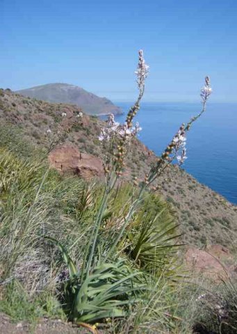 Asphodels in Cabo de Gata, Almeria.