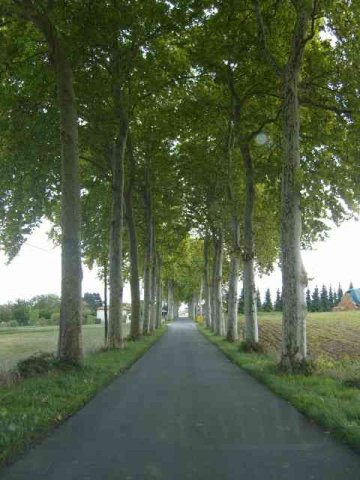 A pretty little tree-lined road in mid-France.