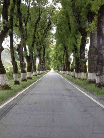 A pretty little country road in Central France.