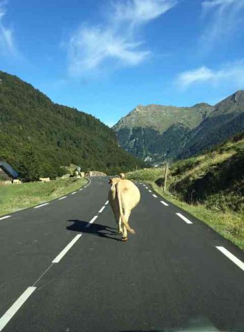 A solitary cow taking a stroll in The Pyrenees.