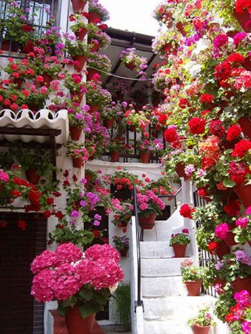 A beautiful patio in Cordoba, southern Spain.