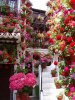 A beautiful patio in Cordoba, southern Spain.