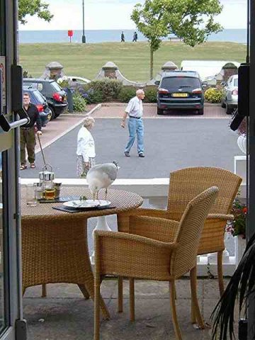 A cheeky seagull in Paignton, Devon!