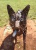 A rather appealing statue of a Sheepdog, made from old metal. In an 'aire' in mid-France.